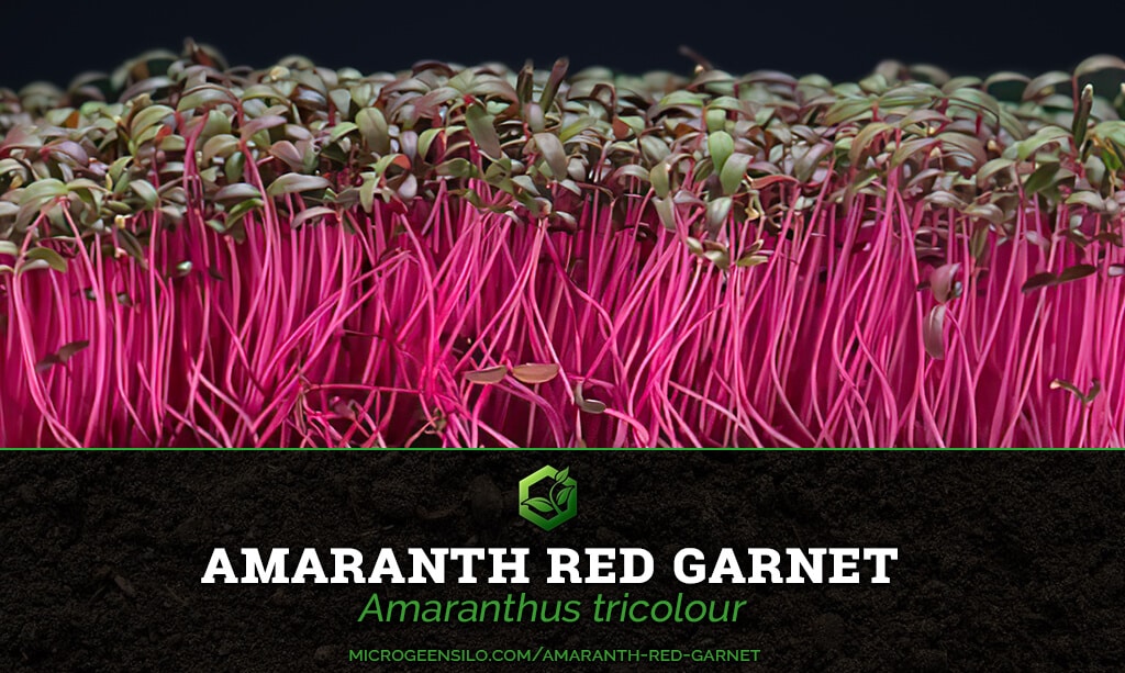 Amaranth Red Garnet Amaranthus tricolor Microgreen Information Thumbnail