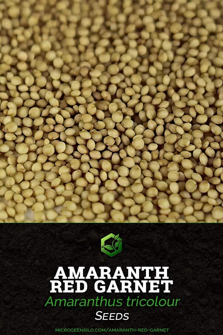 Amaranth Red Garnet Amaranthus tricolor Seeds
