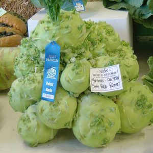 Scott Palmers Biggest Kohlrabi World Record