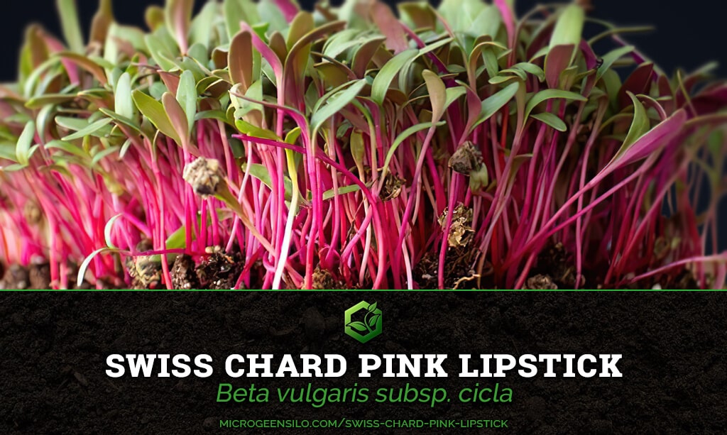 Swiss Chard Pink Lipstick Beta vulgaris subsp. cicla Microgreen Information Thumbnail