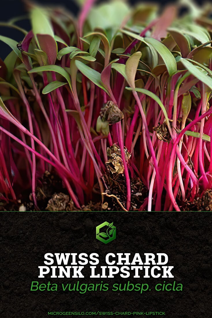 Swiss Chard Pink Lipstick Beta vulgaris subsp. cicla-microgreen-silo-information-card