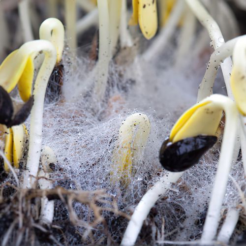 How To Grow Barley Grass Microgreens Quick & Easy