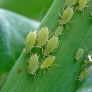 Aphids crawling on a plant stem