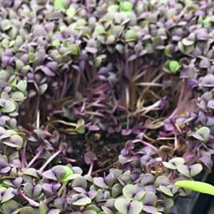 microgreens suffering from damping off disease