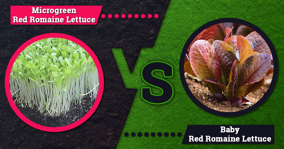 Difference between microgreen red romaine lettuce and baby red romaine lettuce infographic