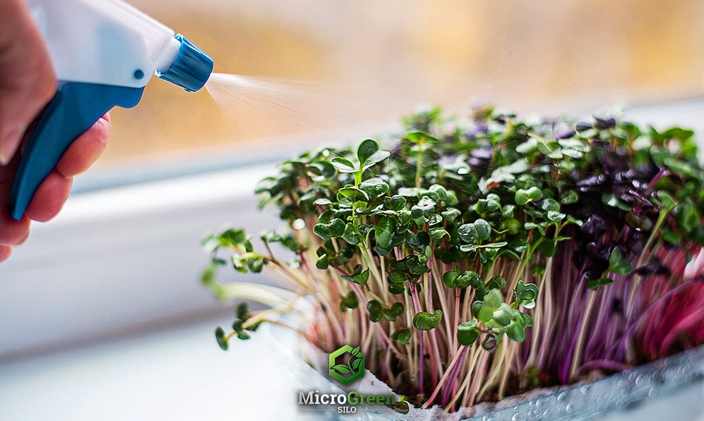 Water being sprayed over radish microgreens