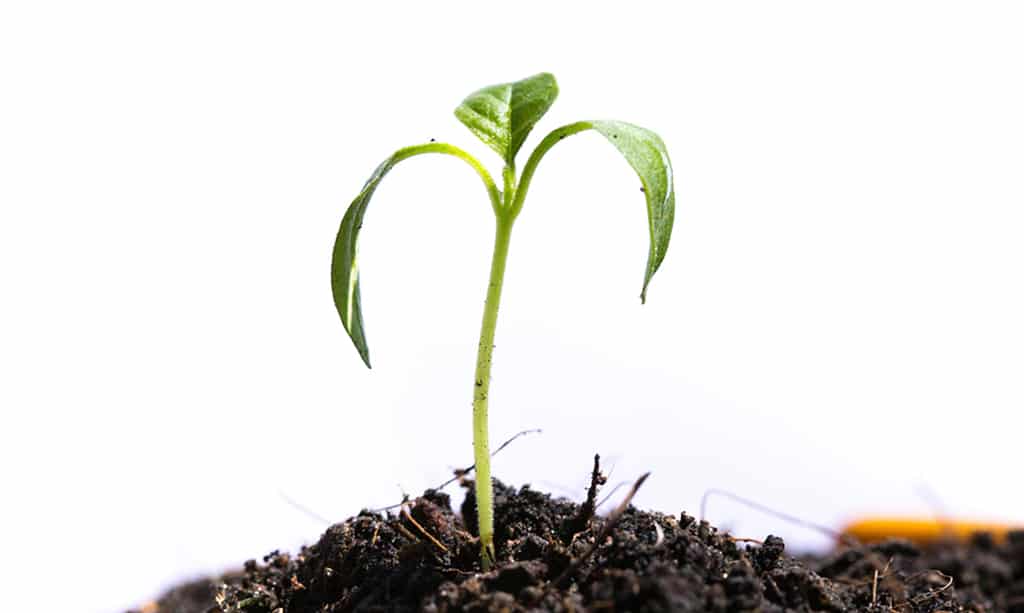 Young seedling cotyledons wilting