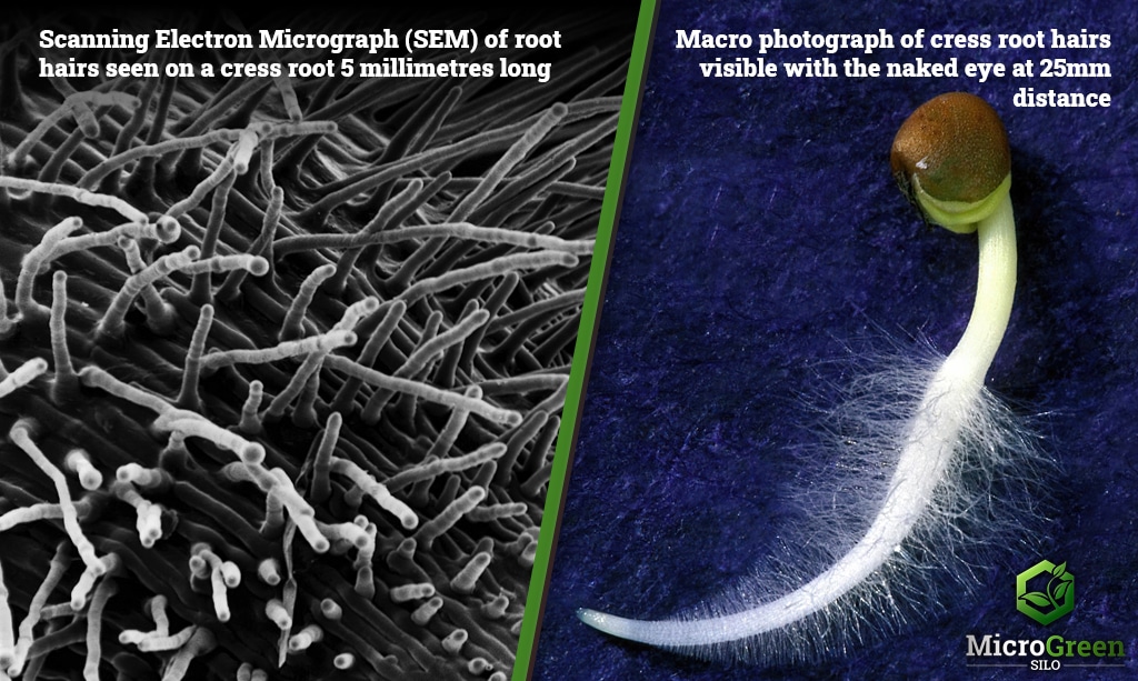 Lepidium sativum root hairs under microscope
