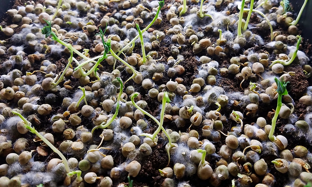 Photo of foul smell from rotting pea seeds