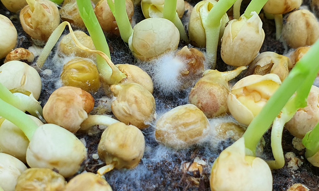 Close up of green peas with white fungal growth
