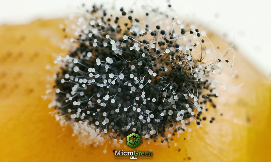 Macro photograph of Rhizopus fungus on an orange