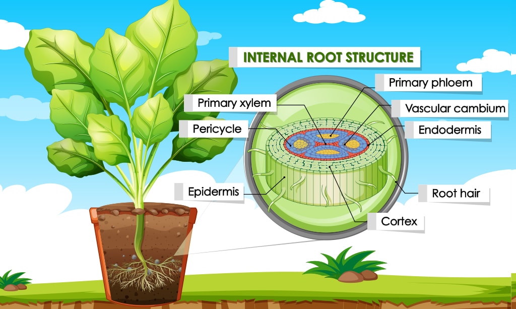Illustration of a plant showing thr internal and external structure of the roots