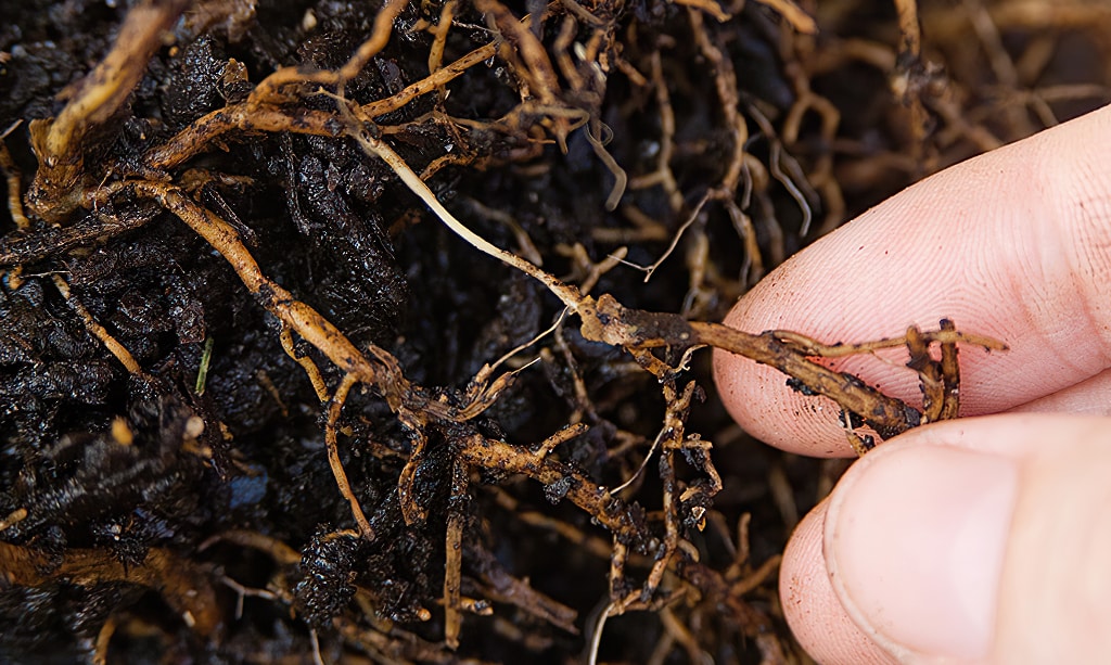 Close up of a hand touching rotting roots