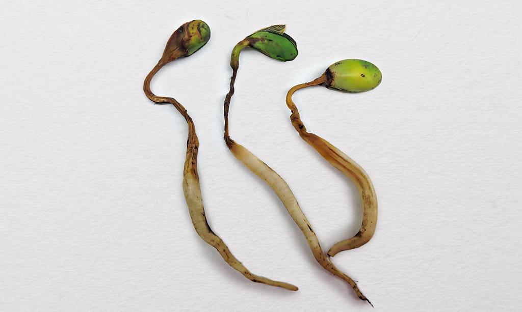 Close up photo of seedlings with rotting stems