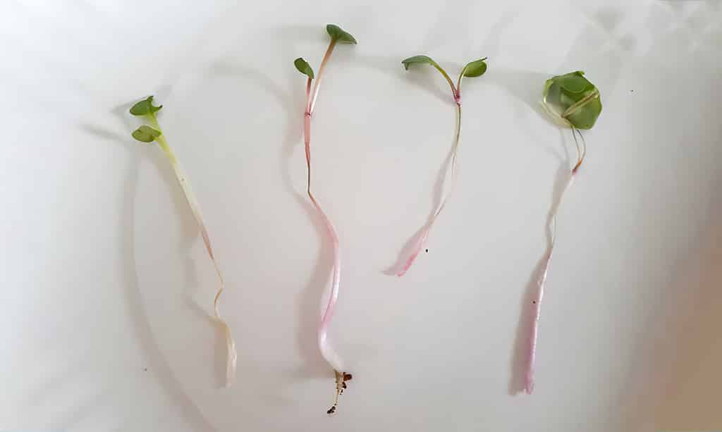 Young seedlings suffering from wire stem disease
