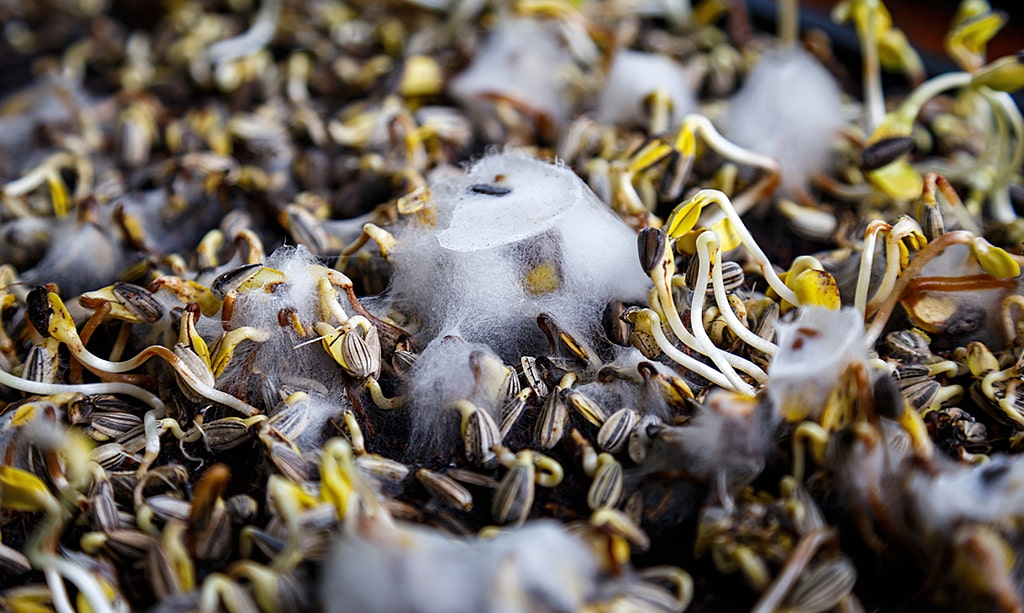 Sunflower microgreens with white mold and dark spots on the cotyledons