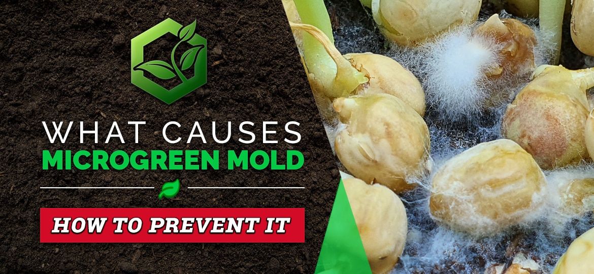 What Causes Microgreen Mold And How To Prevent It