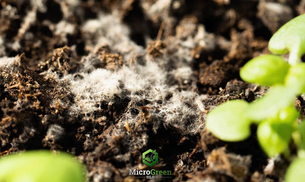 white mold covering soil