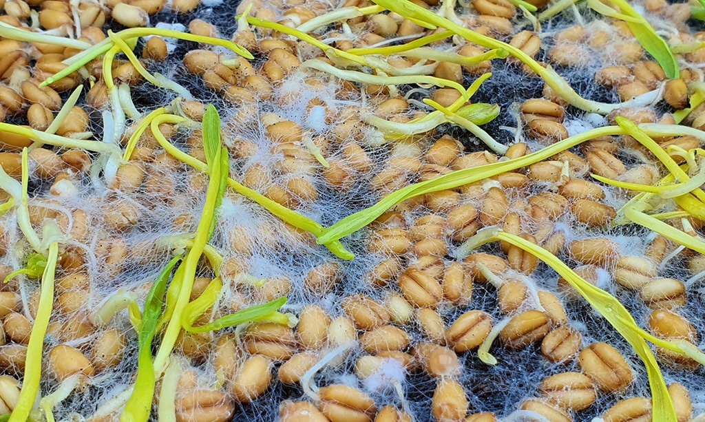 dead wheat seeds and sprouts with white mold