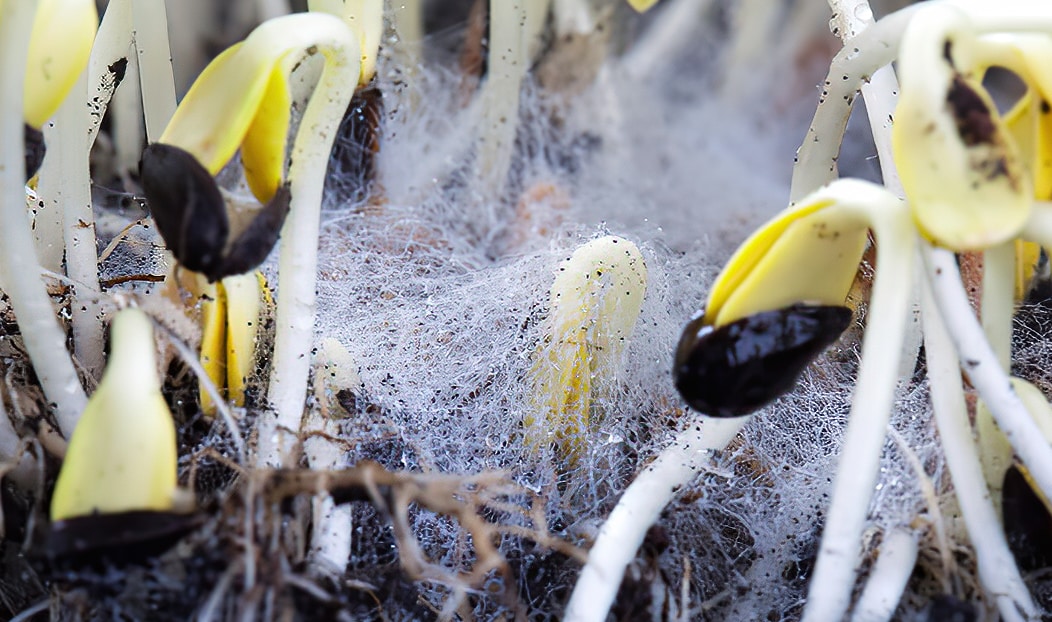 White mold growing on sunflower microgreens