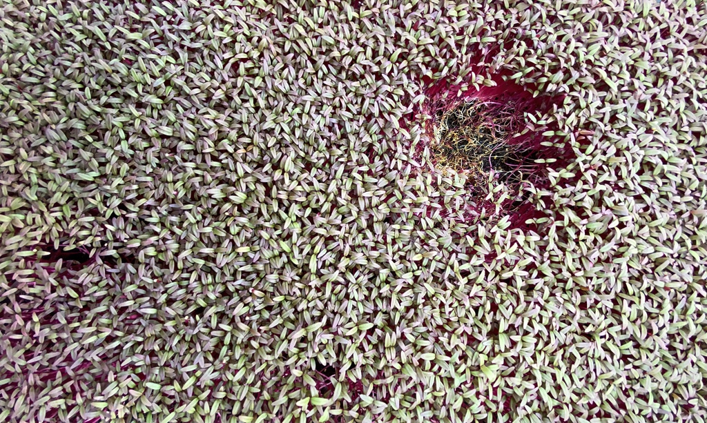 Photo of amaranth with damping off