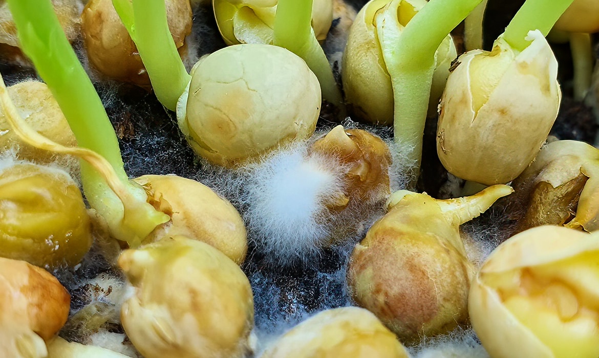 close up photo of mold growing on pea seedlings