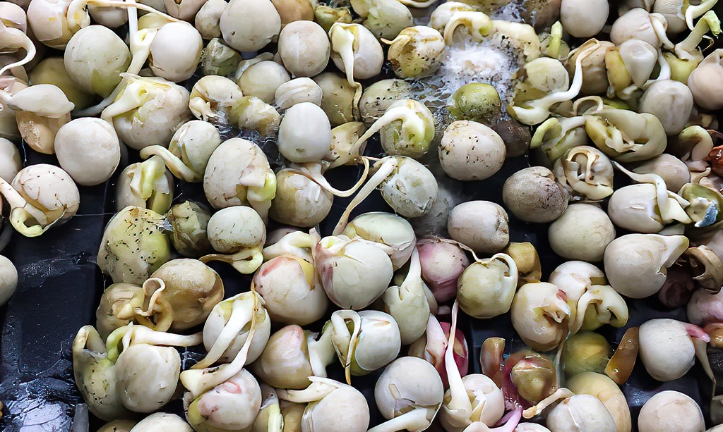 Close up photo of pea seeds rotting with a foul odor
