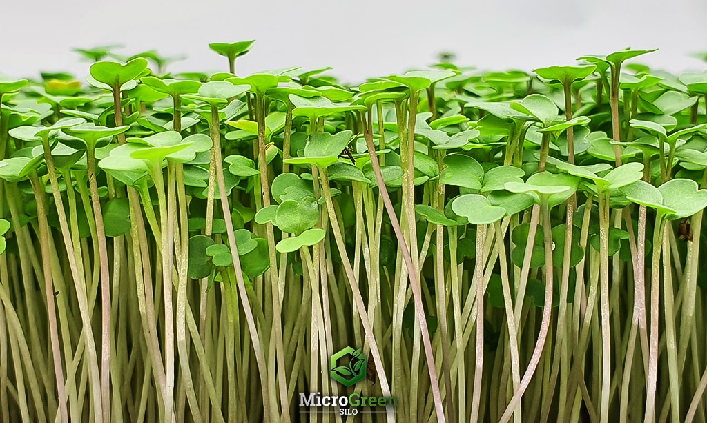 Close up photo of arugula/rocket microgreens