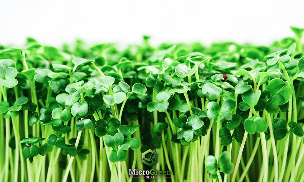 Close up photo of broccoli microgreens