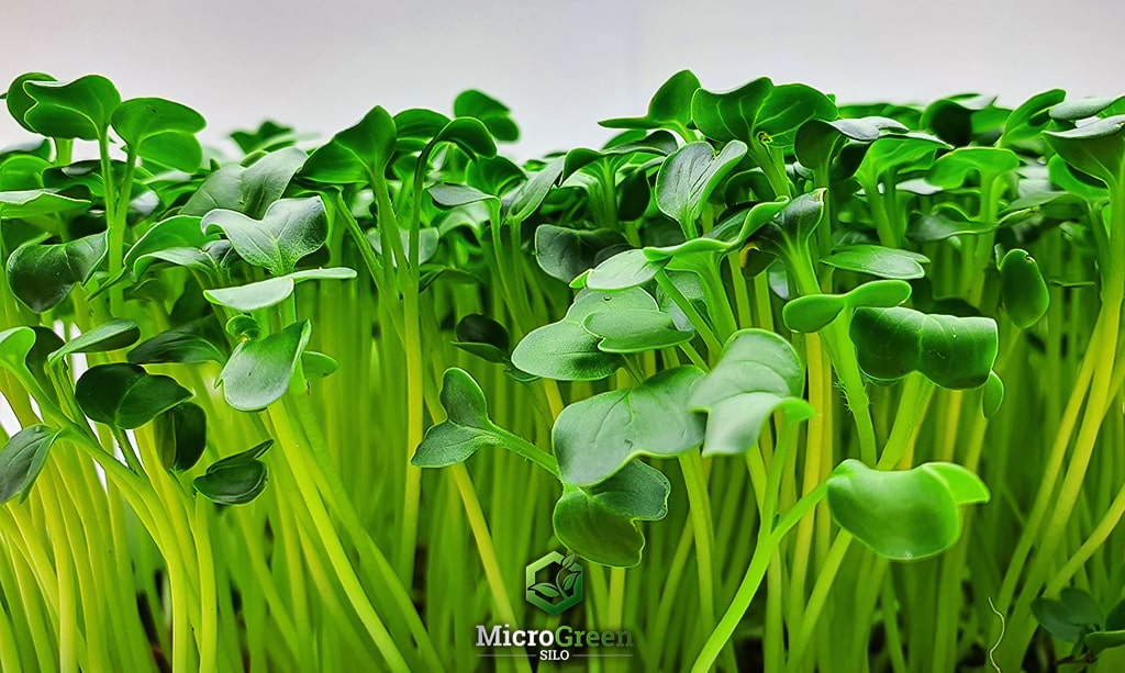 Close up photo of daikon radish microgreens