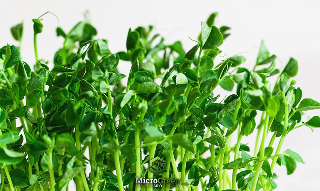 Close up photo of green pea microgreens