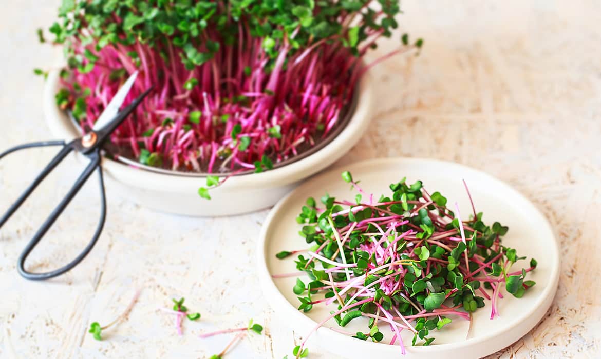 Top 5 easy microgreens for beginners
