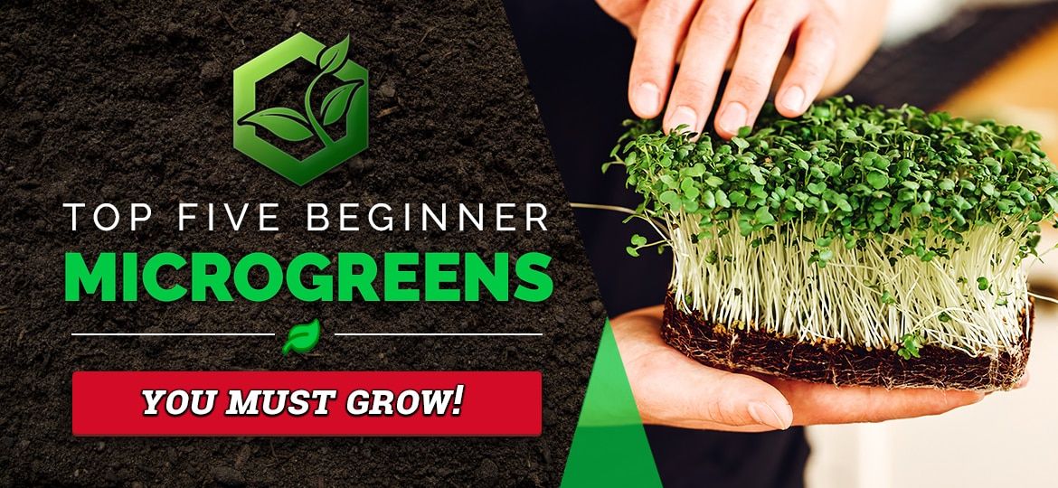 Top 5 Microgreens You Must Grow As A Beginner