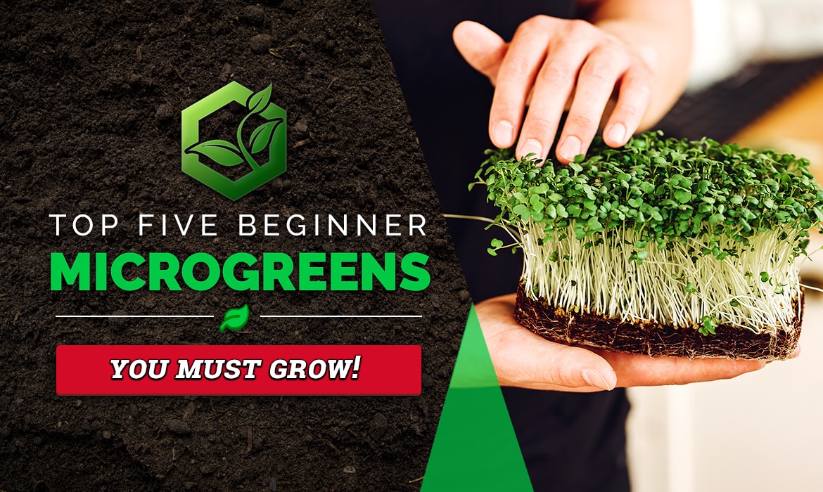 Top 5 Easy Microgreens for Beginners • Start Growing Today!
