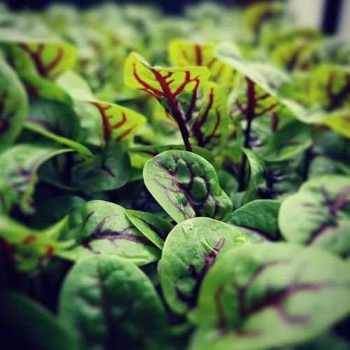 close up photo of red veined sorrel