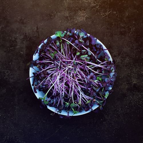 Top down view of Sango Radish microgreens in a white bowl