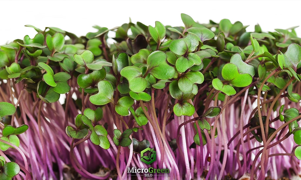 Close up photo of red cabbage microgreens