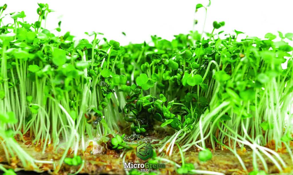 Arugula microgreens rotting due to over watering