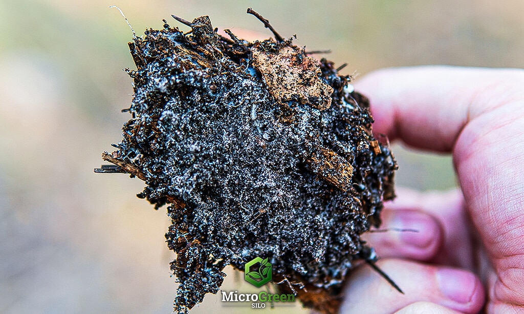 Hand holding fungi contaminated soil