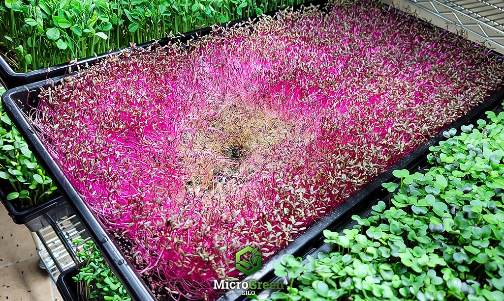 Young purple Amaranth microgreens destroyed by damping off disease
