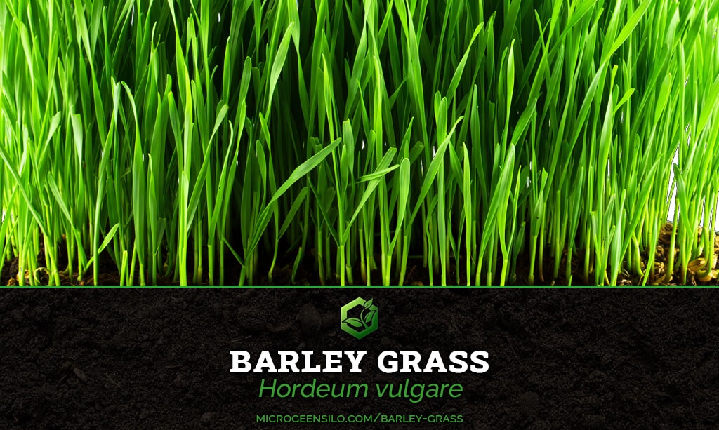 Barley grass Hordeum vulgare Microgreen Information Thumbnail