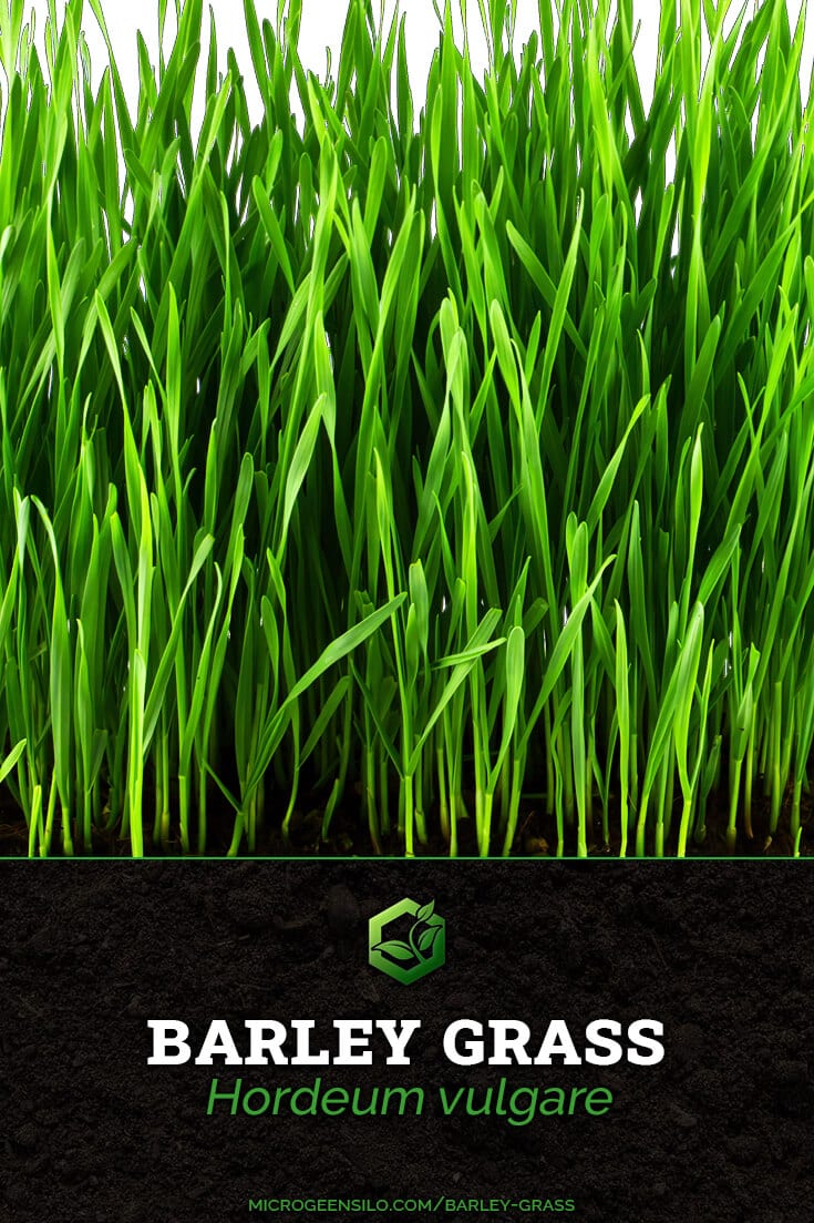 barley grass Hordeum vulgare