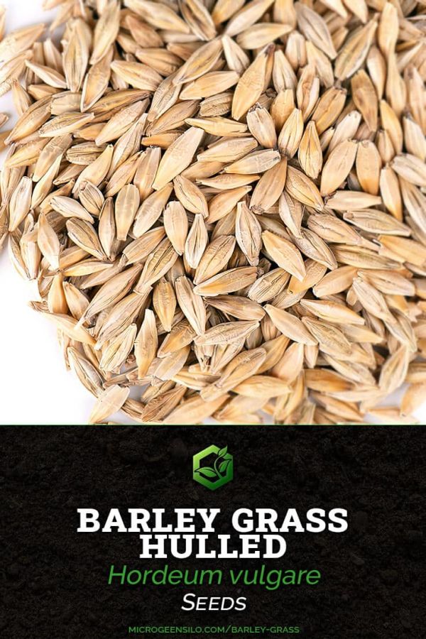 how-to-grow-barley-grass-microgreens-quick-easy
