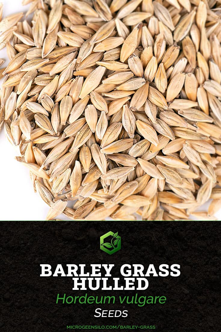 barley grass hulled Hordeum vulgare seeds