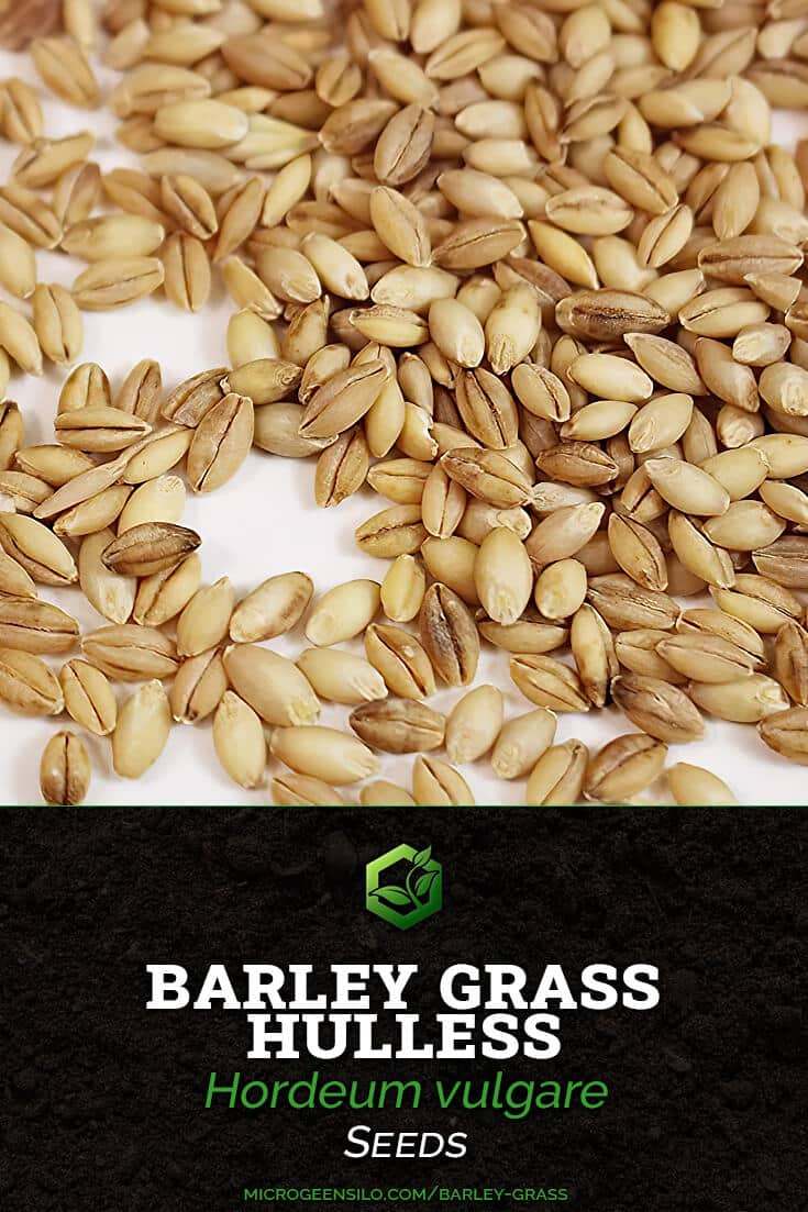 barley grass hulless Hordeum vulgare seeds