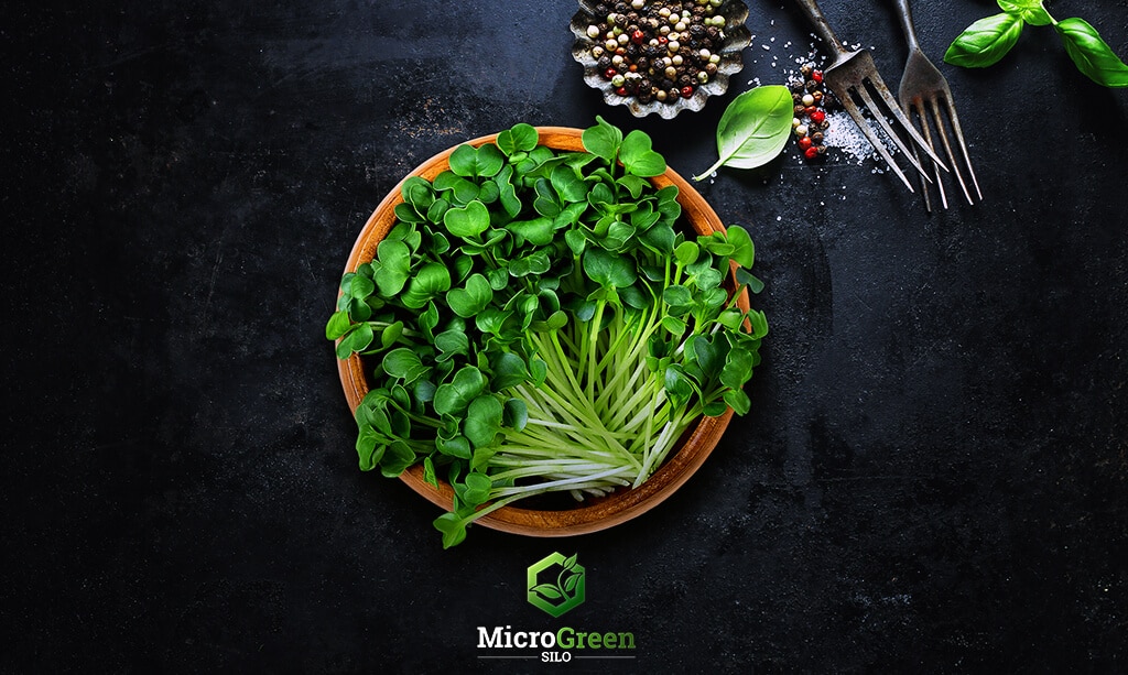 What are microgreens post cover image showing daikon radish in a wooden bowl