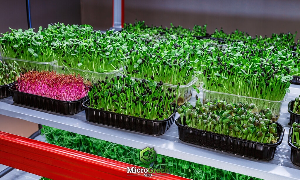 Urban microgreen farm growing various microgreen in plastic trays.