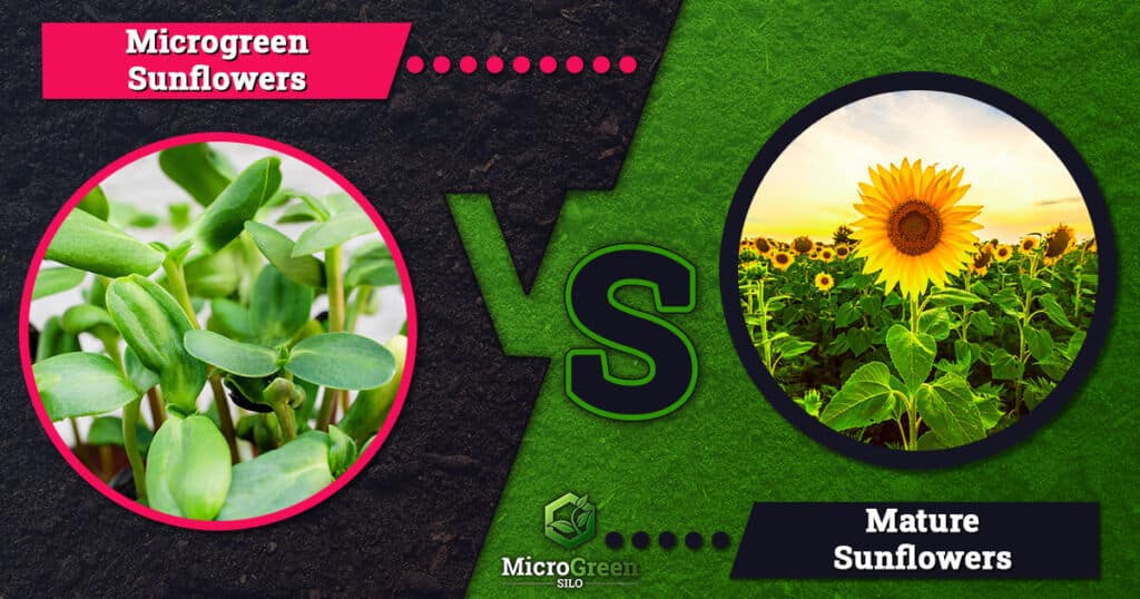 Microgreen sunflowers compared to mature sunflowers