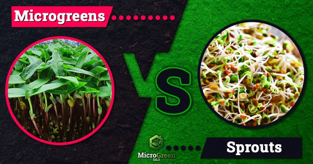 Mung Bean microgreens compared to radish sprouts