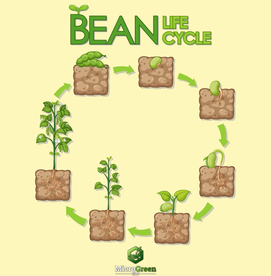 Bean Life Cycle Chart